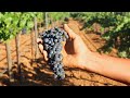Proceso de producción de Vino Monte Xanic