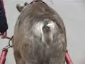 Click here to watch this video Murmansk animals