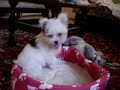 Emy the Morkie