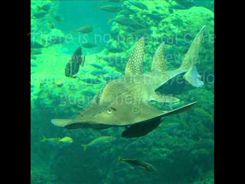 cephalochordata: text, images, music, video | Glogster EDU