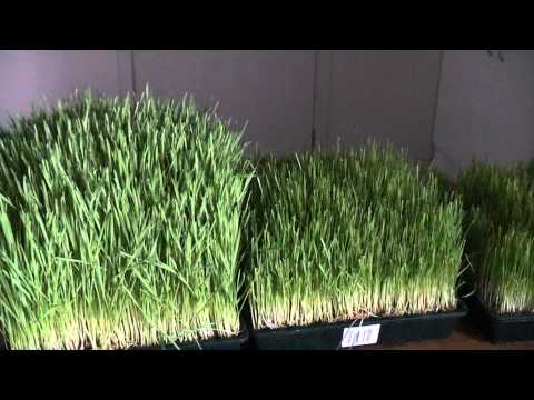 how to harvest wheatgrass seeds