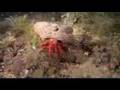 Diving in Capo Mortola, Italy