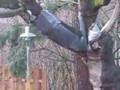 How to piss off a squirrel