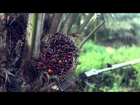 how to harvest oil palm