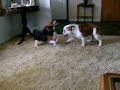 dog fight