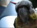 Phoebe Molting