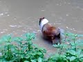 Collie langhaar
