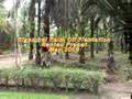 Rantau Prapat Kelapa Sawit (Palm oil plantation)