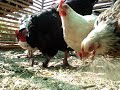 gallinas gallinas
