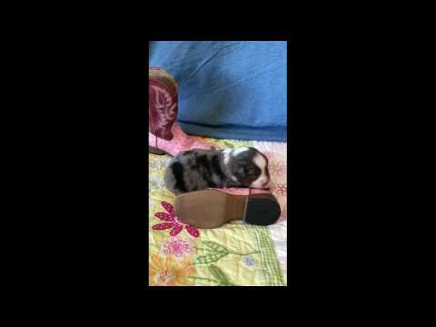 Max 2wk old Blue Merle Male