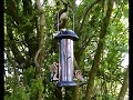 Click here to watch this video Goldfinches