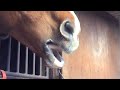 &iexcl;Caballo que cepilla sus Dientes!