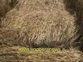 Ufo a Voghera! Trovati 7 \"Crop Circles\" in un campo Ufo a Voghera! Trovati 7 \"Crop Circles\" in un campo
