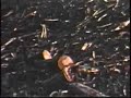 Zee Brothers Logging (part 3)