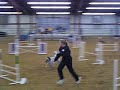 Dixie - AKC Excellent JWW