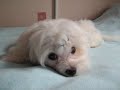 Мальтезик Эви (Maltese Evee)