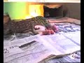 dragon de comodo vs ratas dragon de comodo vs ratas