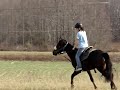 LEVI