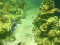 videos de Odoya reef  de Fernando Guimarães