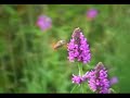 flying Colibri butterfly on flower