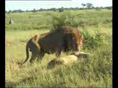 Botswana e Victoria Falls by SDF
