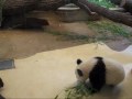 Fu Long und Yang Yang
