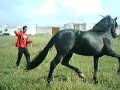 Educado XVII Black Andalusian Educado XVII Black Andalusian
