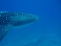 Whale Shark in Turks and Caicos 2