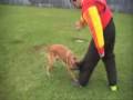 videos de Scram Clip