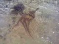 video from narara island (tapu),in vadinar, jamnagar, gujrat state, this place is a realy gift of nature, thnx 4 marine national park,