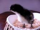 Chicken in the basket.! Chicken in the basket.!