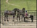 The Youngest Friesian Trainer The Youngest Friesian Trainer