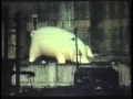 Pink Floyd - Pigs On The Wing