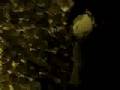 Hatcham Social So So Happy Making Video and Lyrics