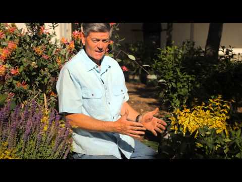 how to clip and replant hydrangeas