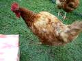 videos de Popcorn chicken....my style