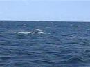 Humpback flipper slap Humpback flipper slap