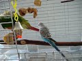 green cheek conure and parakeet 1