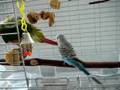 green cheek conure and parakeet 1