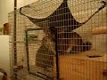 Chinchilla Escapes from Cage