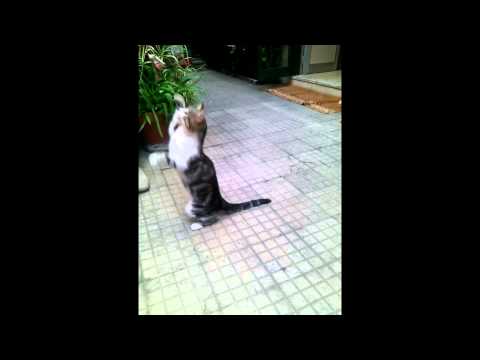 Play YouTube video
