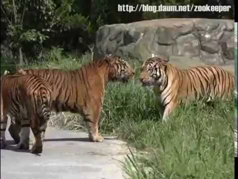 Animal confrontation - against the Amur Siberian tiger, Bengal Tiger