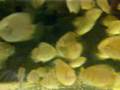 videos de F1 blue severum 14 weeks old
