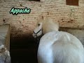 le centre equestre du noyonnais