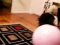 videos de Harvey and the Ball Night