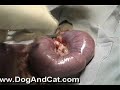 Dog Spay With Pyometra Surgery
