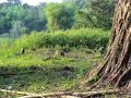 Indian Wildlie
