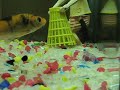 Aqua family Aqua family