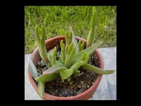 how to grow vygies