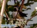 The Courtship of Anna's Hummingbird (Britannica.com)